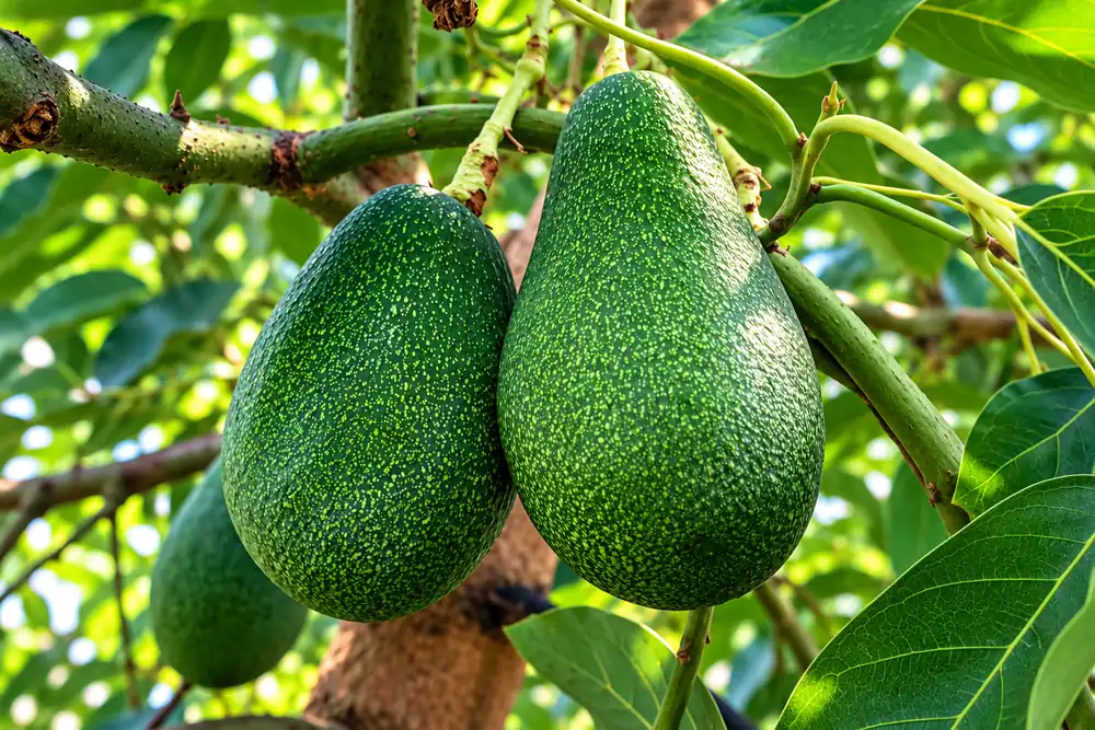 Taze Avokado