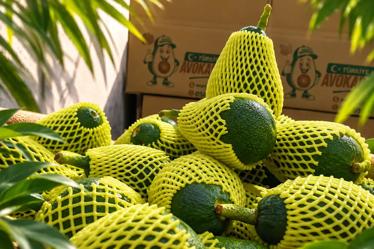 Taze Avokado