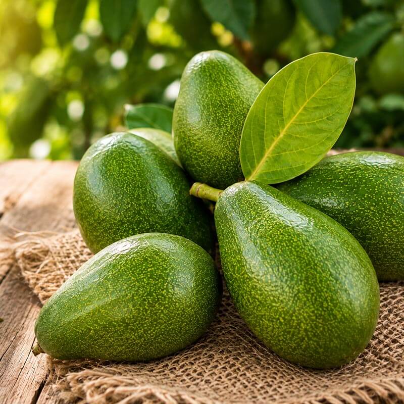 Taze Avokado