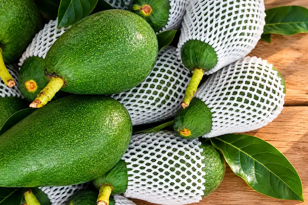 Taze Avokado