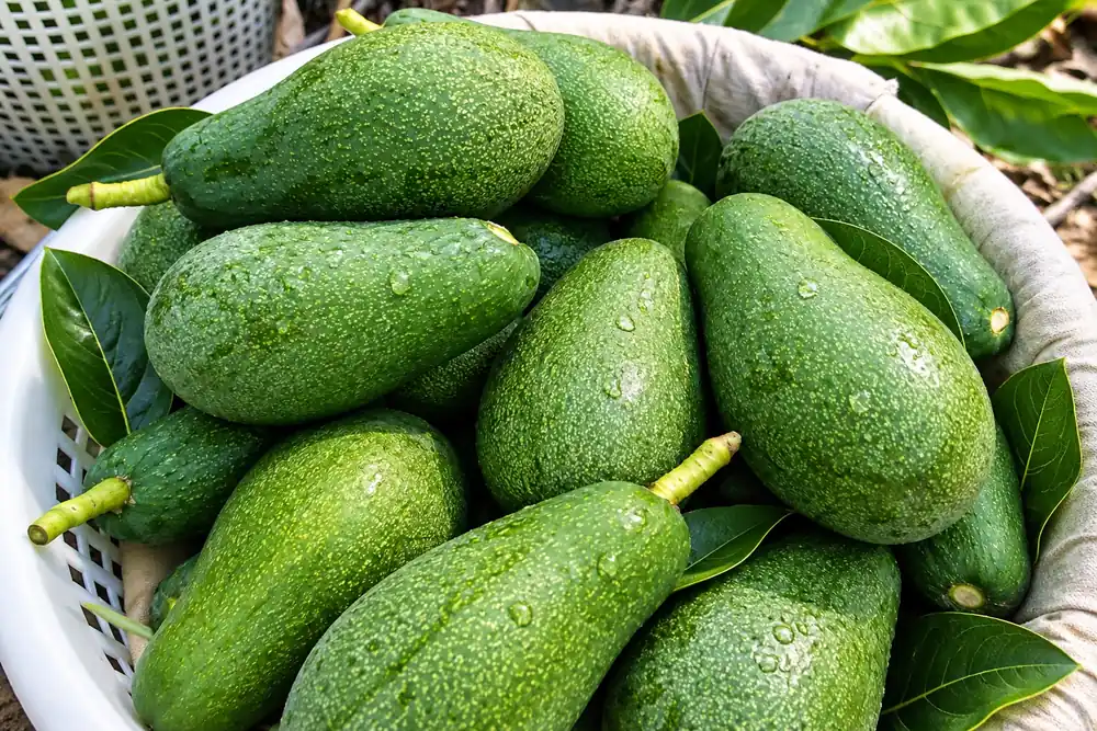Taze Avokado