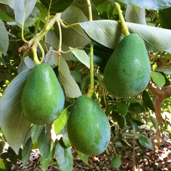 Taze Avokado