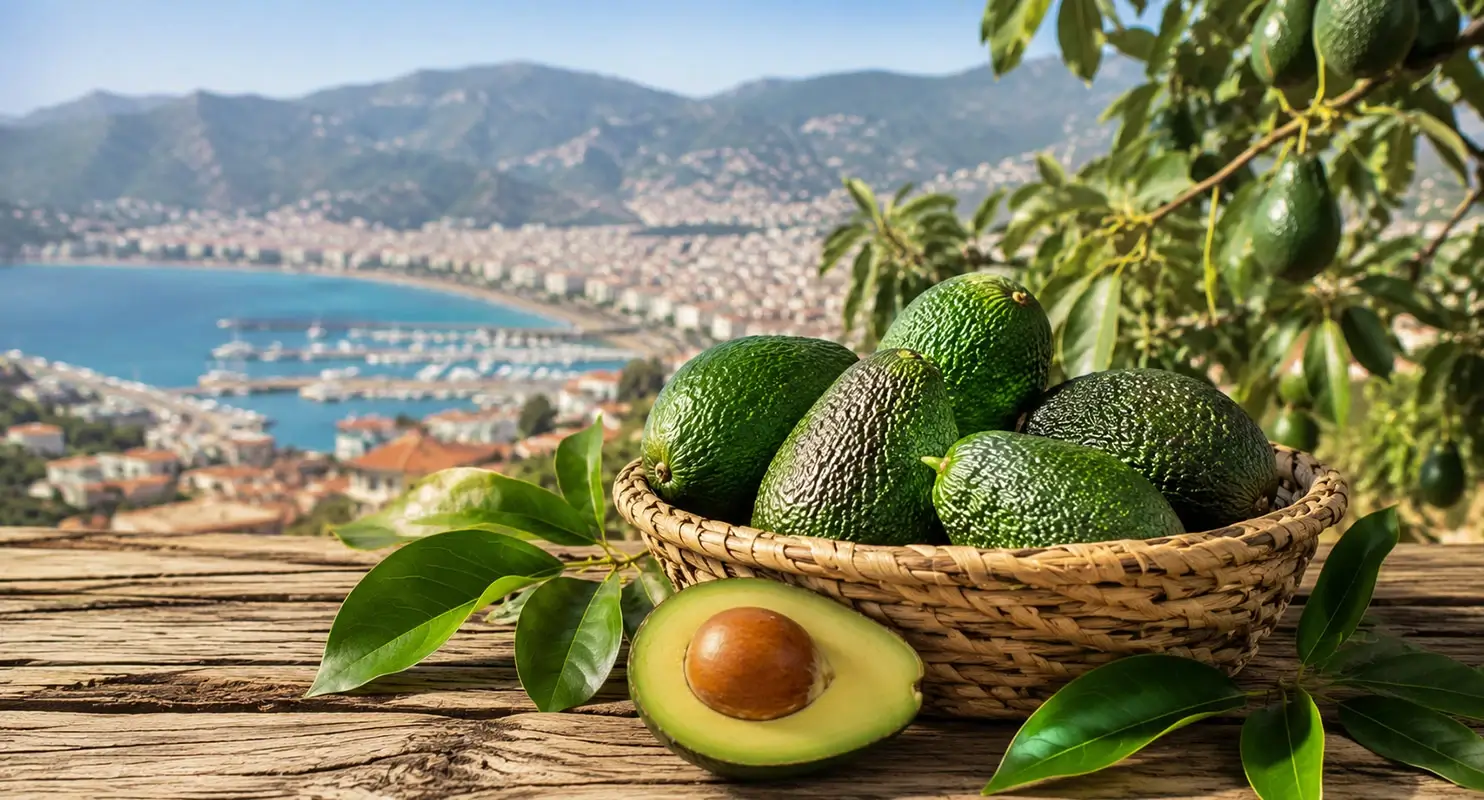 Yerli Avokado Neden Tercih Edilmeli?