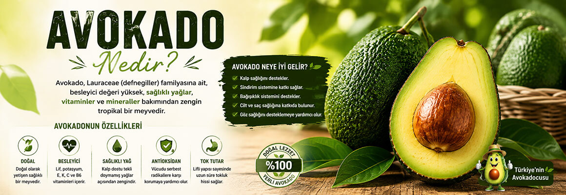 Avokado Nedir? Faydaları, Çeşitleri ve Tüketim Rehberi