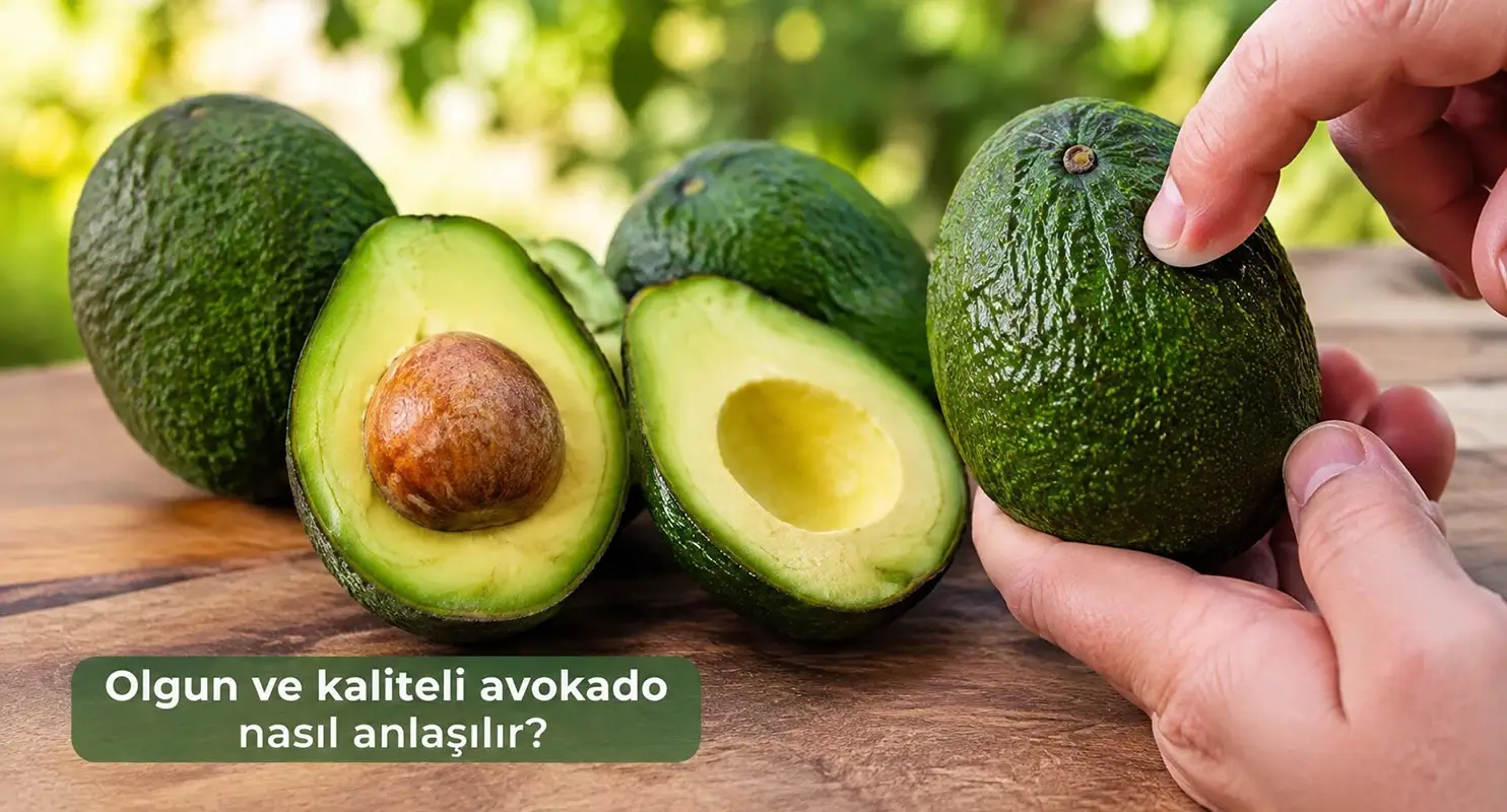Avokado Nasıl Seçilir? Olgun ve Kaliteli Avokado Nasıl Anlaşılır?